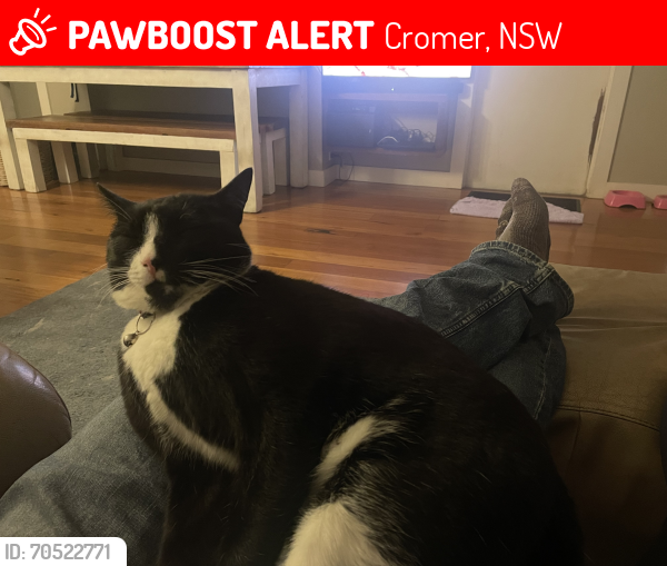 Lost Male Cat last seen Maas st, Cromer, NSW 2099