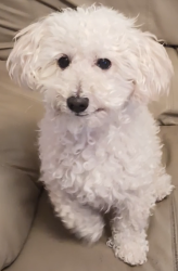 Lost Male Dog last seen Mesquite hills, El Paso, TX 79934