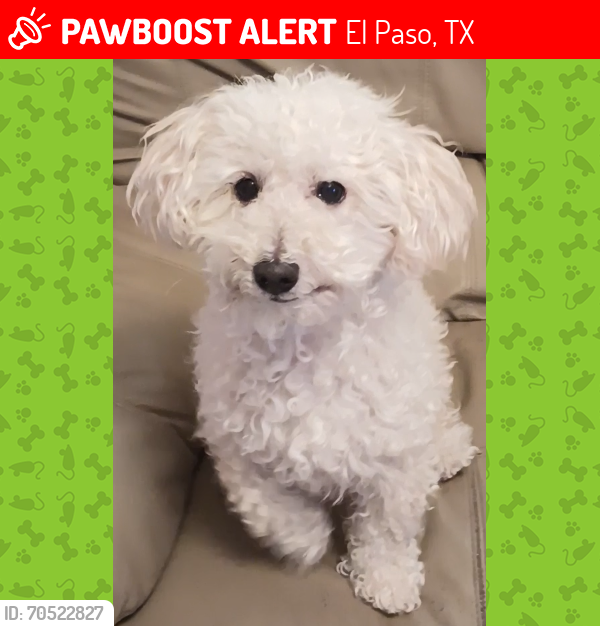 Lost Male Dog last seen Mesquite hills, El Paso, TX 79934