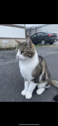 Lost Male Cat last seen Mt. Solo Rd, Longview, WA 98632