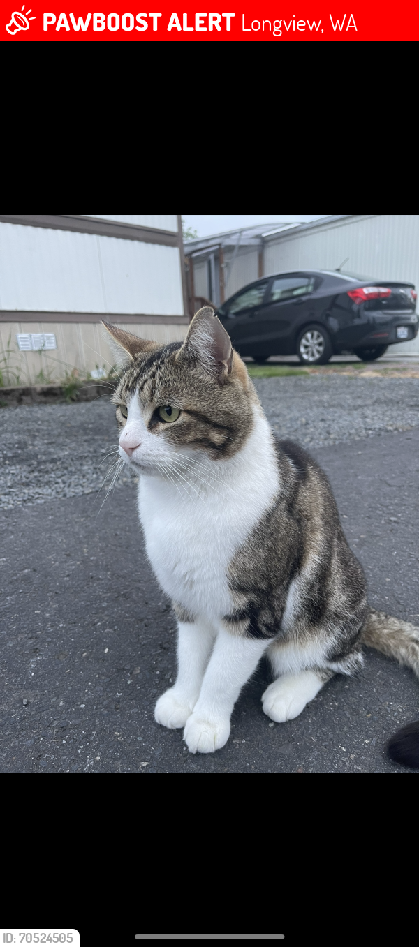 Lost Male Cat last seen Mt. Solo Rd, Longview, WA 98632