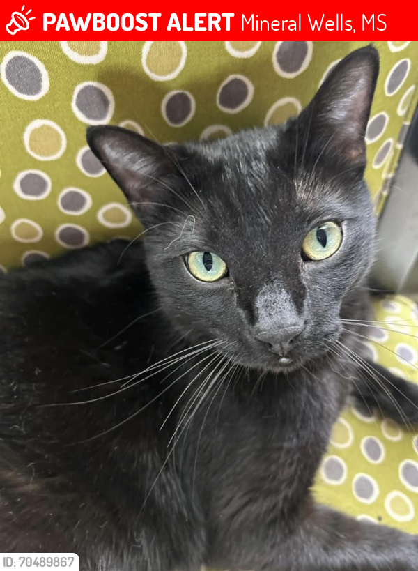 Lost Male Cat last seen Riggan Dr Olive Branch, MS 38654, Mineral Wells, MS 38654