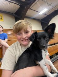 Lost Female Dog last seen Monroe and 7 th st, Kansas City, MO 64124