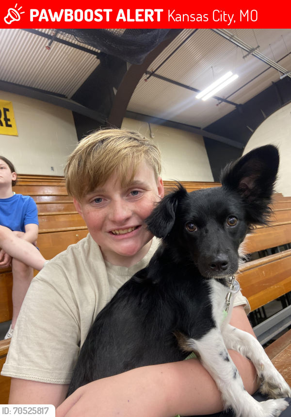 Lost Female Dog last seen Monroe and 7 th st, Kansas City, MO 64124