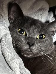 Reunited Female Cat last seen Silver creek high school, San Jose, CA 95121