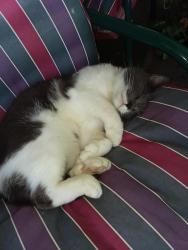 Lost Male Cat last seen Near ramp to 43 North Expressway , Brownsville, PA 15417