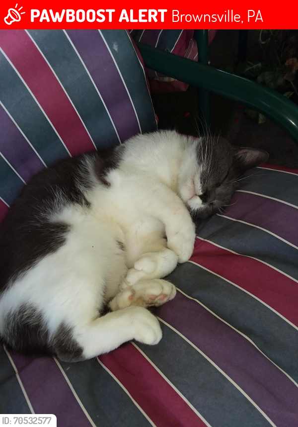 Lost Male Cat last seen Near ramp to 43 North Expressway , Brownsville, PA 15417