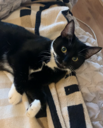 Lost Female Cat last seen Heath Brook school, Nine Elms, England SW8 3AR