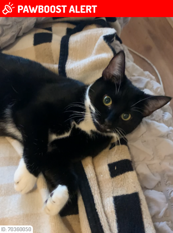 Lost Female Cat last seen Heath Brook school, Nine Elms, England SW8 3AR