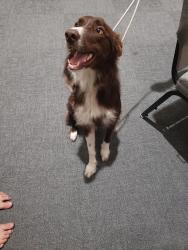 Reunited Female Dog last seen Bait Oaks Drive South Colony , The Colony, TX 75056
