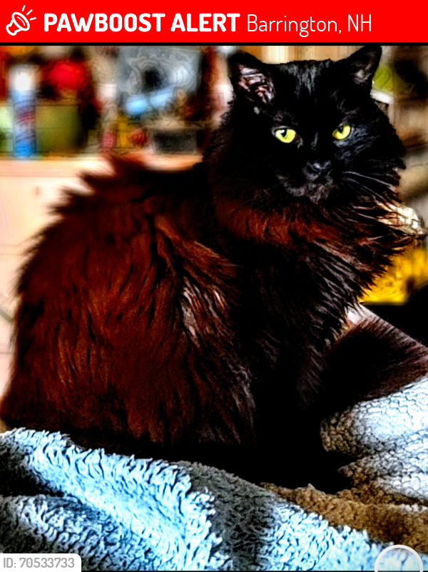 Lost Female Cat last seen Autumn lane, Cooper hill, off of the road calefs on, Barrington, NH 03825