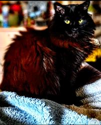 Lost Female Cat last seen Autumn lane, Cooper hill, off of the road calefs on, Barrington, NH 03825
