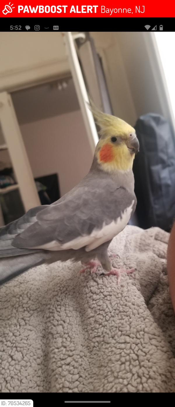 Bayonne, NJ Lost Male Bird, Baby Is Missing PawBoost