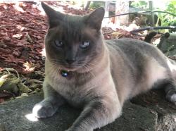 Lost Male Cat last seen Stanton Ave and Carlton Ave, Castro Valley, CA 94546