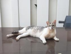 Lost Female Cat last seen Puuainako Place and Waihuna Street, Ewa Beach, HI 96706