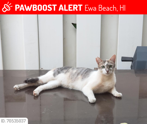 Lost Female Cat last seen Puuainako Place and Waihuna Street, Ewa Beach, HI 96706