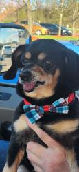 Lost Male Dog last seen Skyline Drive , Johnstown, PA 15902