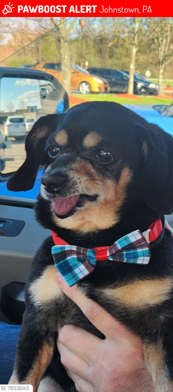 Lost Male Dog last seen Skyline Drive , Johnstown, PA 15902