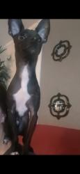 Lost Male Dog last seen Near county road 468 hanceville al. Past Cross Creek golf course , Hanceville, AL 35077
