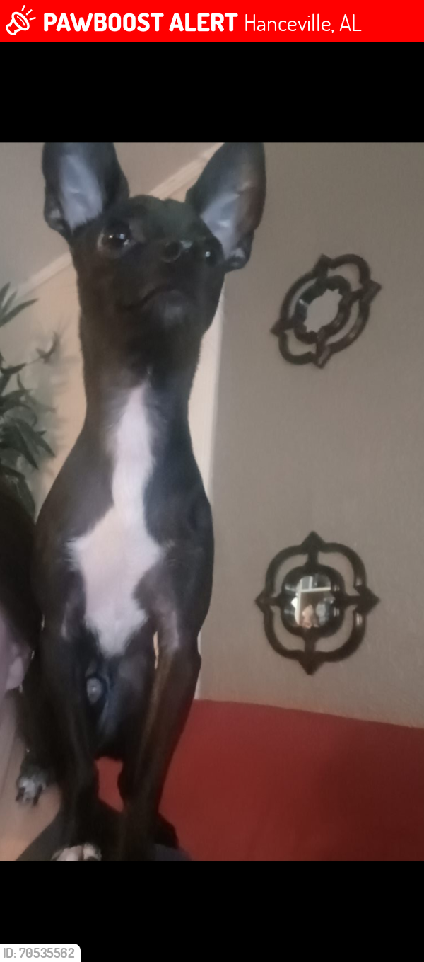 Lost Male Dog last seen Near county road 468 hanceville al. Past Cross Creek golf course , Hanceville, AL 35077
