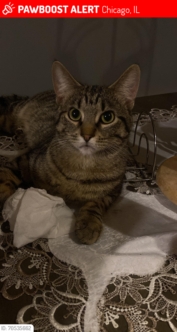 Chicago, IL Lost Male Cat, Smokey Is Missing | PawBoost