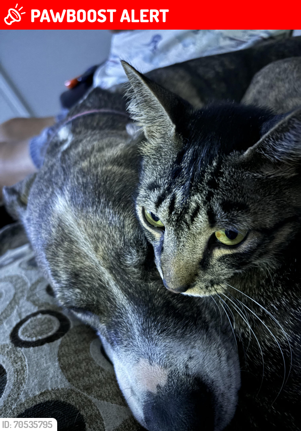 Lost Male Cat last seen Autozone, Santa Rosa County, FL 32563