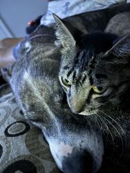 Lost Male Cat last seen Autozone, Santa Rosa County, FL 32563