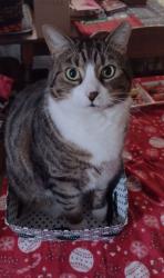Lost Male Cat last seen Westmont Ave., Pittsburgh, PA 15210