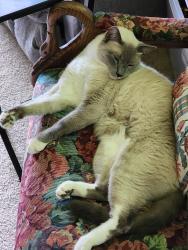 Lost Male Cat last seen Faunce and Florida, Oak Ridge, TN 37830