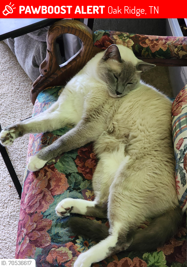 Lost Male Cat last seen Faunce and Florida, Oak Ridge, TN 37830