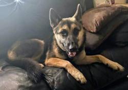 Lost Female Dog last seen 26th st w, Bradenton, FL 34205