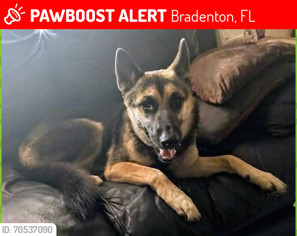 Lost Female Dog last seen 26th st w, Bradenton, FL 34205