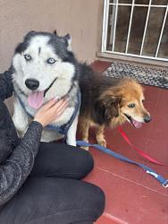 Reunited Unknown Dog last seen 214th and Denker Torrance, Los Angeles, CA 90501