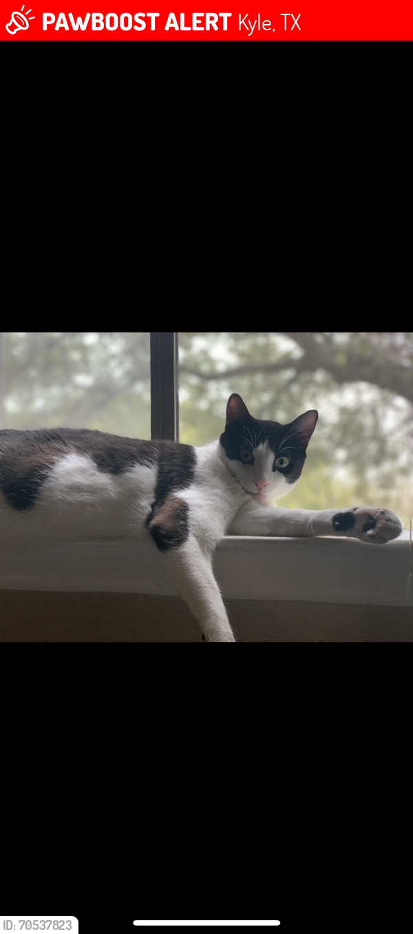 Lost Female Cat last seen West Allen St Kyle Tx, Kyle, TX 78640