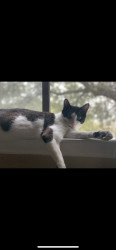 Lost Female Cat last seen West Allen St Kyle Tx, Kyle, TX 78640