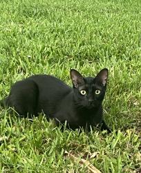 Reunited Male Cat last seen Cottonwood Cir, Weston, FL 33326, USA, Weston, FL 33326