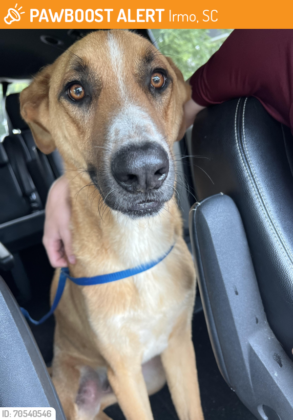 Irmo, SC Stray Male Dog Found Near Dutch Fork MS/HS | PawBoost