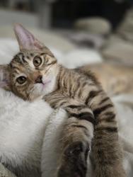Lost Female Cat last seen Sossamon between Baseline and Guadalupe in Mesa (Superstition Springs), Mesa, AZ 85209