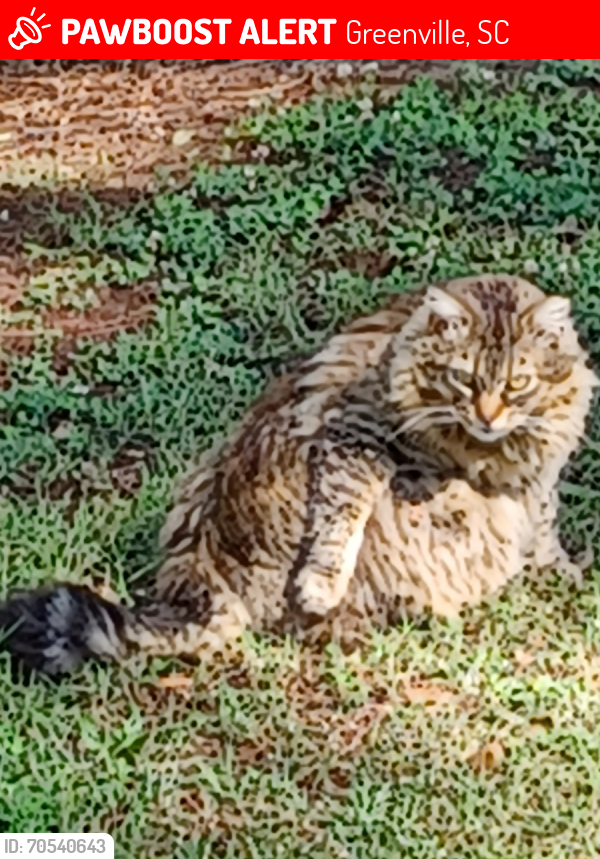 Lost Female Cat last seen Griffin Dr. Between East North St. & Princeton Ave, Greenville, SC 29607