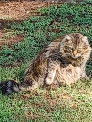 Lost Female Cat last seen Griffin Dr. Between East North St. & Princeton Ave, Greenville, SC 29607