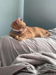 Lost Male Cat last seen Spindle hill, Norton heights, maple view rd , Wolcott, CT 06716