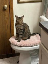 Lost Female Cat last seen Cox Road, Stow, OH 44224