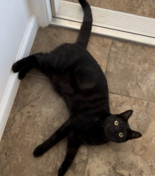 Lost Male Cat last seen Elima Ave and Kai Ave., Hawaii County, HI 96704