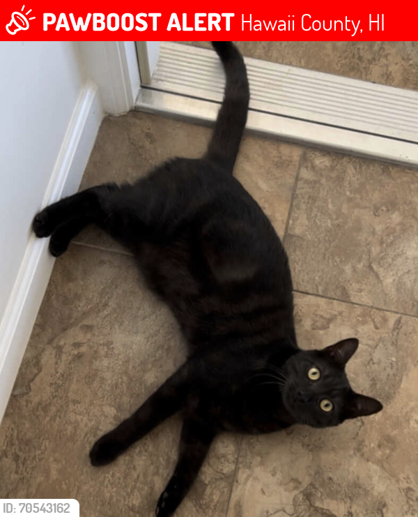 Lost Male Cat last seen Elima Ave and Kai Ave., Hawaii County, HI 96704