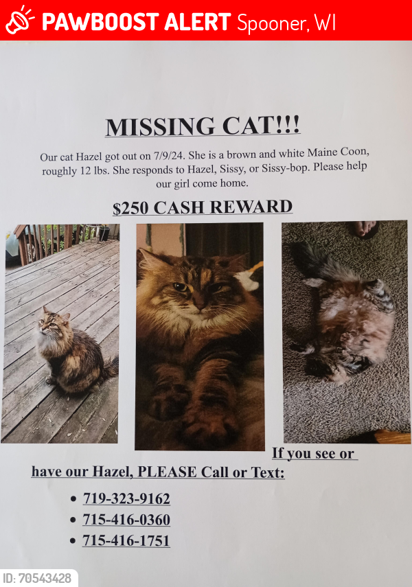 Lost Female Cat last seen Near Junior high school , Spooner, WI 54801