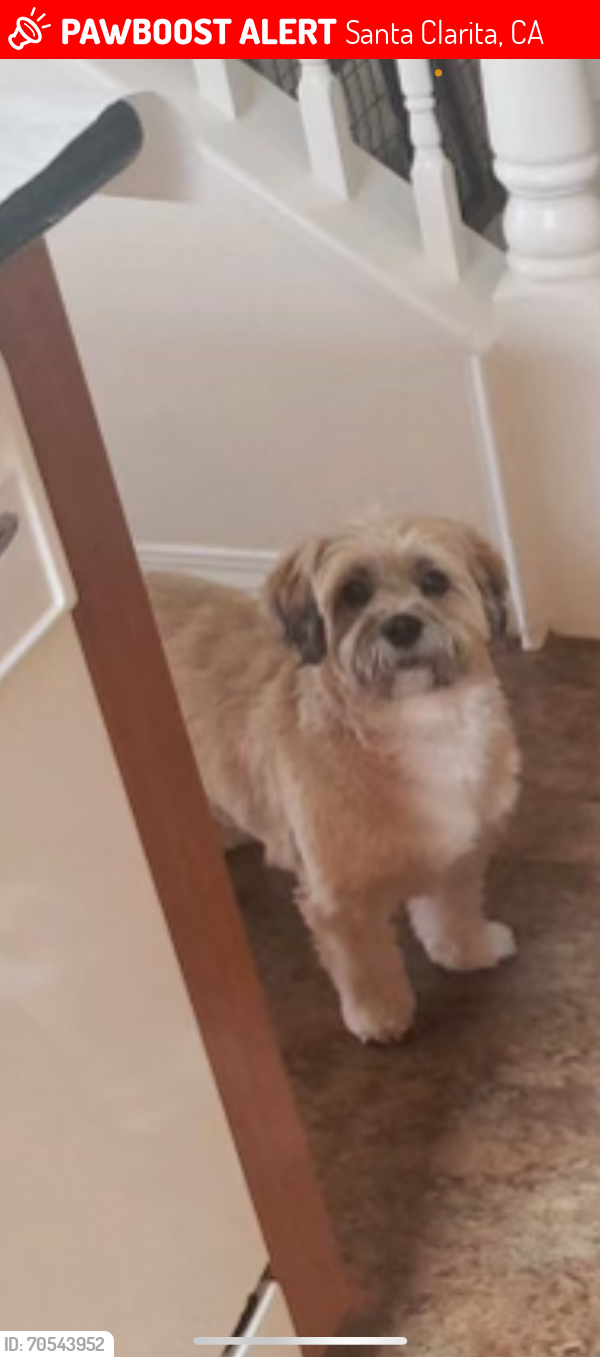 Lost Male Dog last seen Petsmart in Santa Clarita by Lowe’s , Santa Clarita, CA 91387