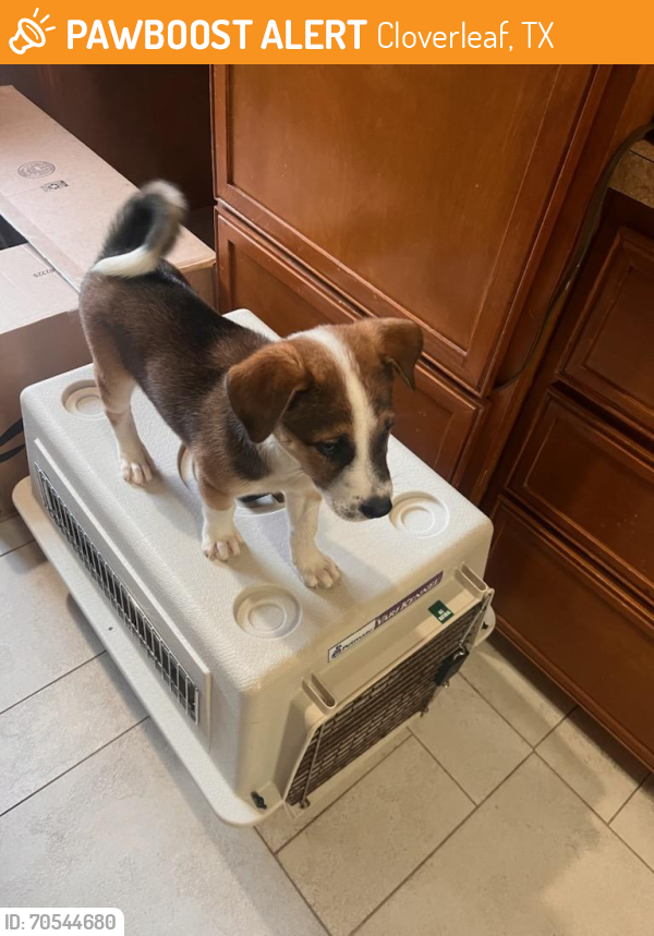 Found/Stray Male Dog last seen Freeport St & Hollypark Houston 77015, Cloverleaf, TX 77015