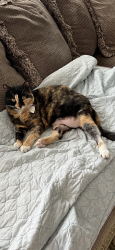 Lost Female Cat last seen Crosswinds Dr. and S. College Rd. , Wilmington, NC 28409