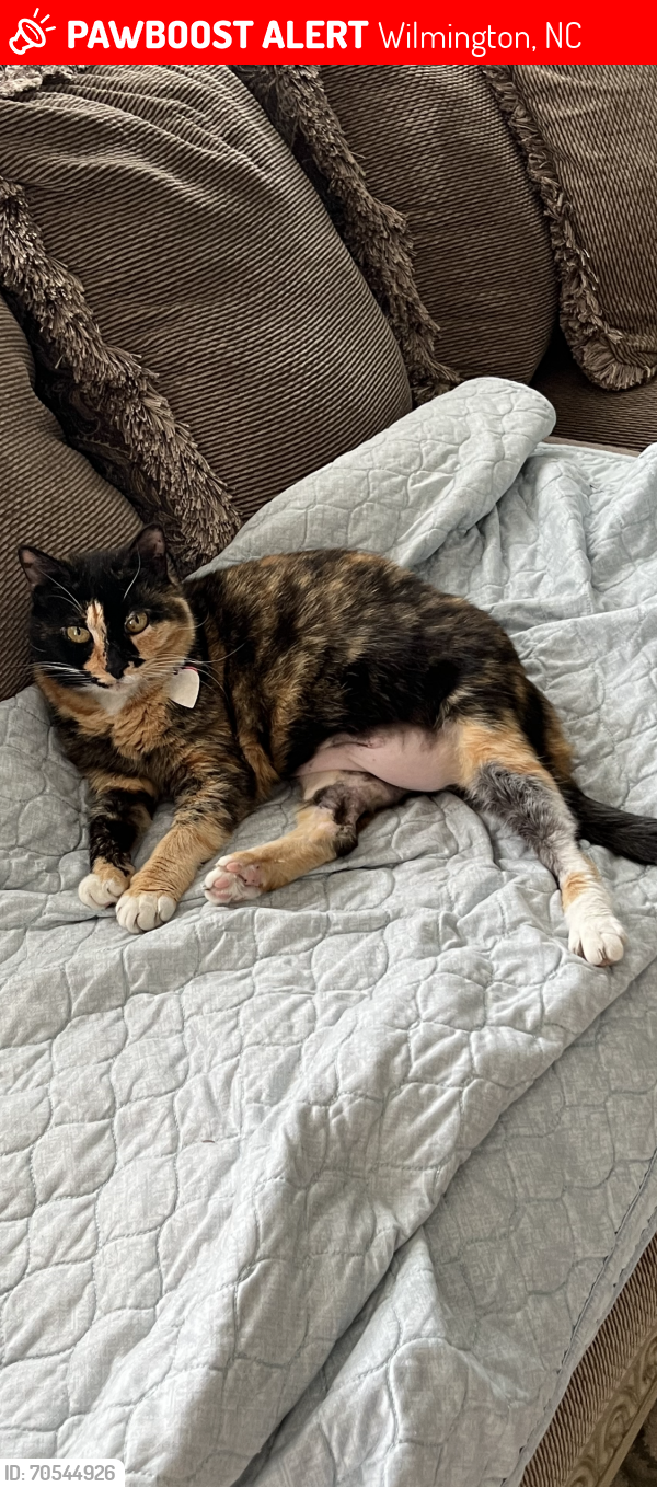 Lost Female Cat last seen Crosswinds Dr. and S. College Rd. , Wilmington, NC 28409