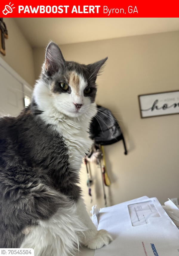Lost Female Cat last seen Subdivision near WALKER AND WHITE, Byron, GA 31008